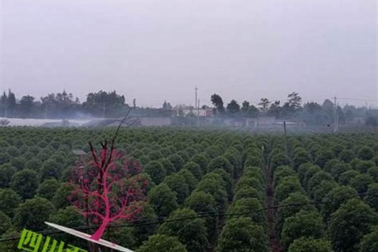 桂花树用什么肥好