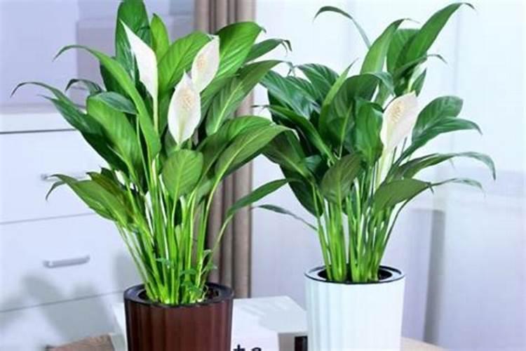 合理的施肥有利于花生生长,花生种植需要施钙肥吗？