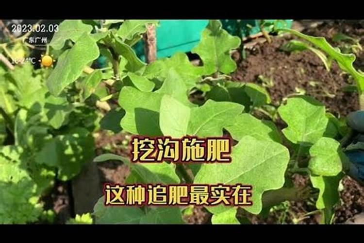 番茄开花阶段使用什么叶面肥效果好？