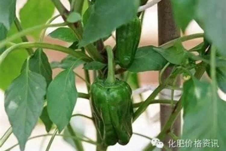 种瓜果怎么使用磷酸二氢钾 有什么使用的技巧