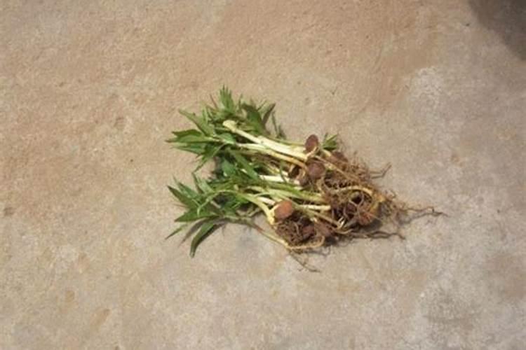 桃树施肥的最佳时间 桃树什么时候施肥最好