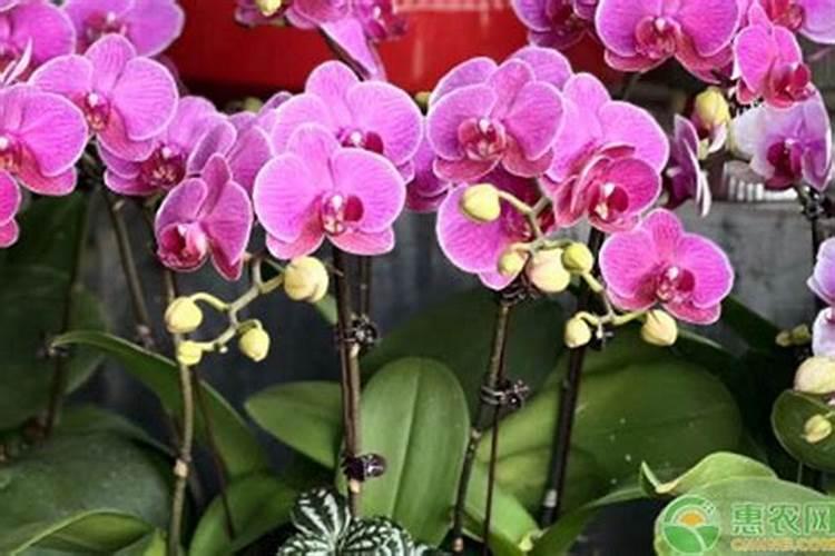 蝴蝶兰如何施肥