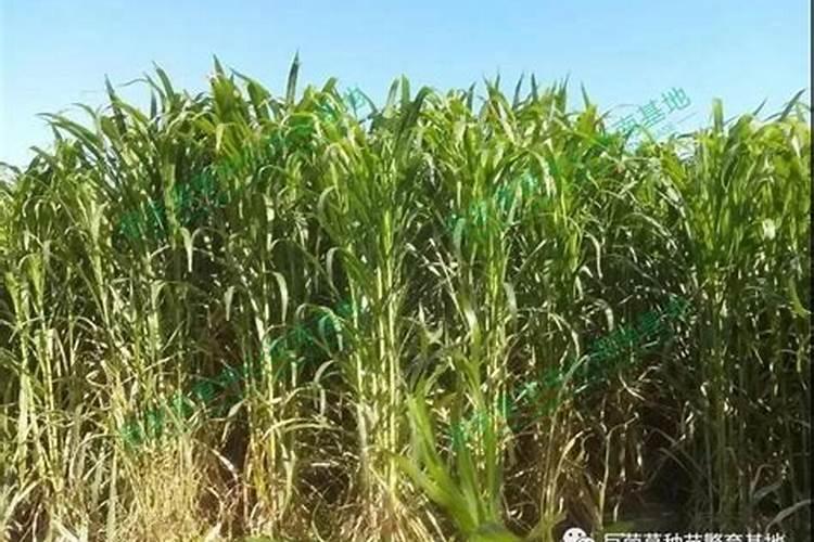 巨菌草适合北方种植吗
