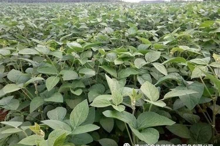 大豆刚开花能否喷叶面肥