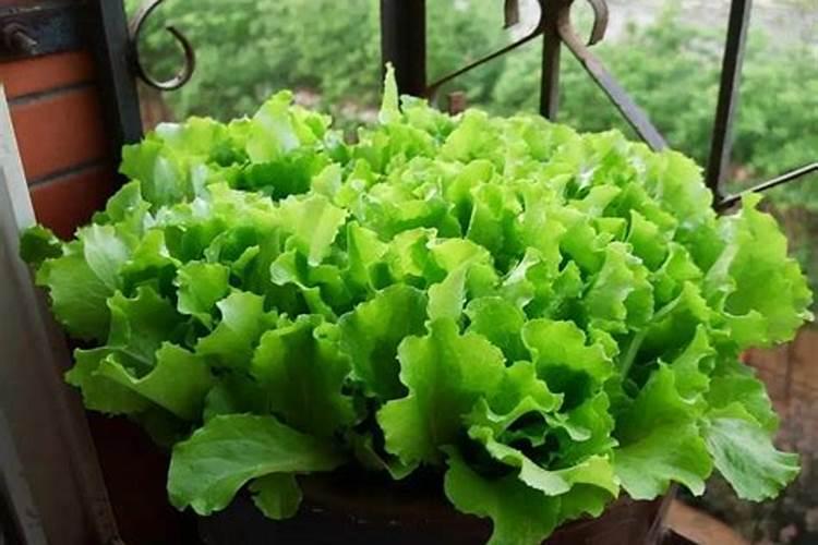 种青菜用什么肥料长得好