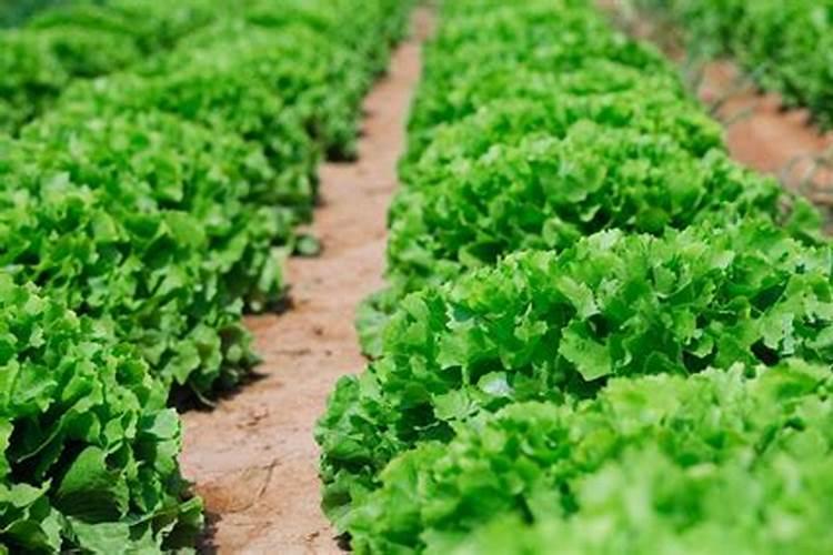 种菜地底肥用什么肥料最好