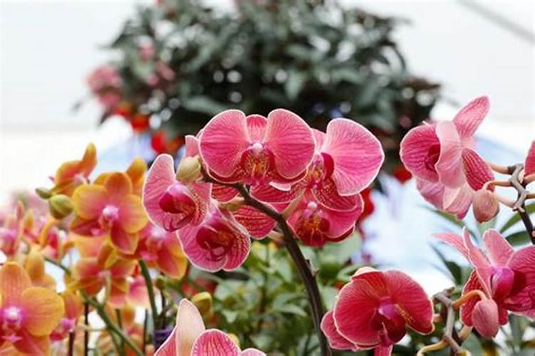 蝴蝶兰用绿宝浇花可以吗？