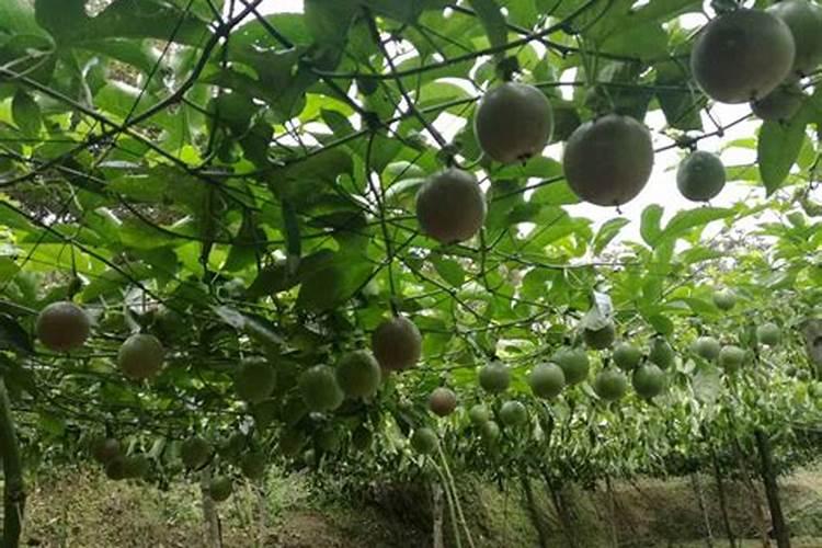 百香果施什么肥料最好