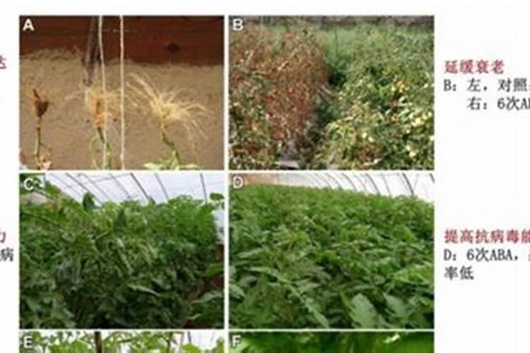 盆栽石斛兰花的叶面肥哪那种好 盆栽石斛兰花的叶面用什么肥料好