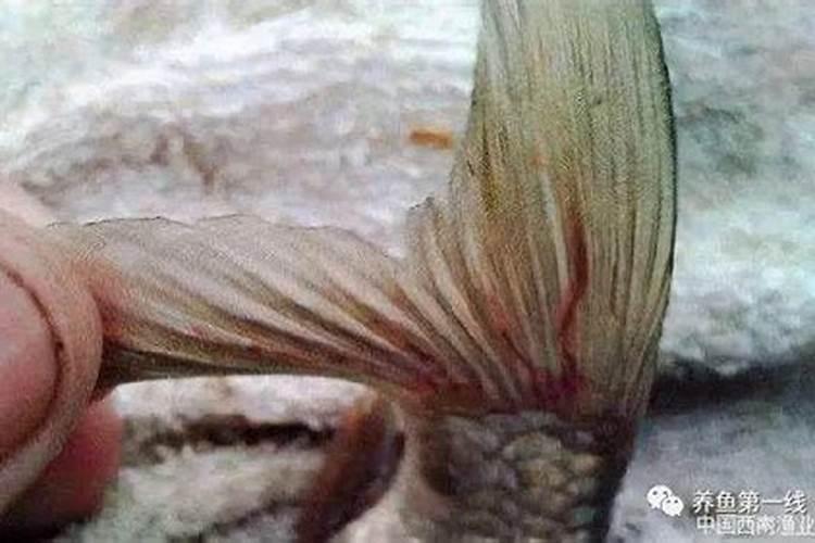 白线虫和蛋白虫的区别