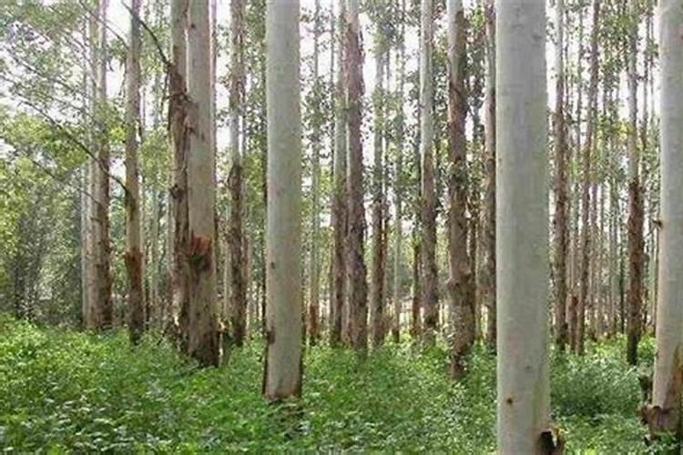 速生桉树施哪种肥最好