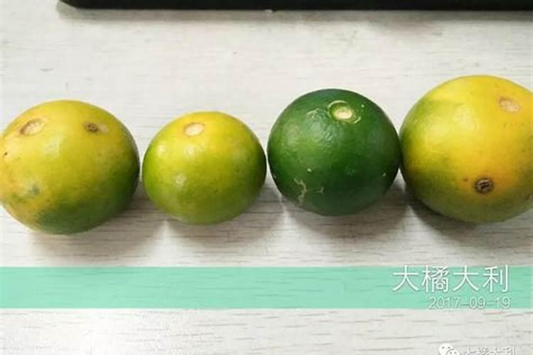 沃柑保花保果最好的方法 沃柑花期如何保花保果