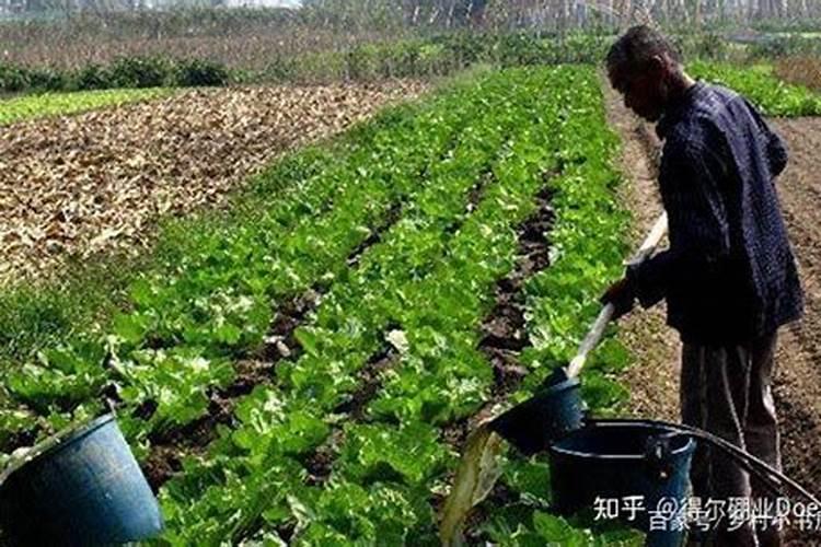 一亩地用多少硼肥