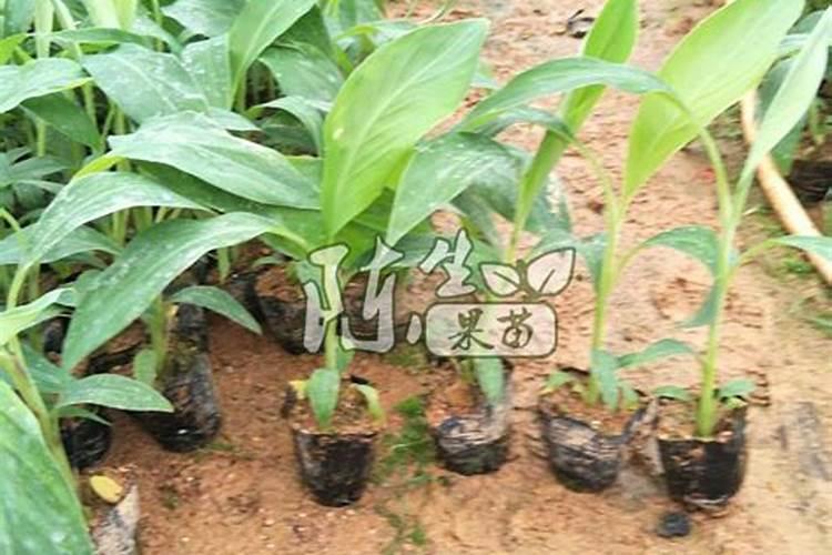 果树香蕉什么时候打叶面肥？香蕉什么时间施肥好？香蕉增大增甜防裂用金泰...