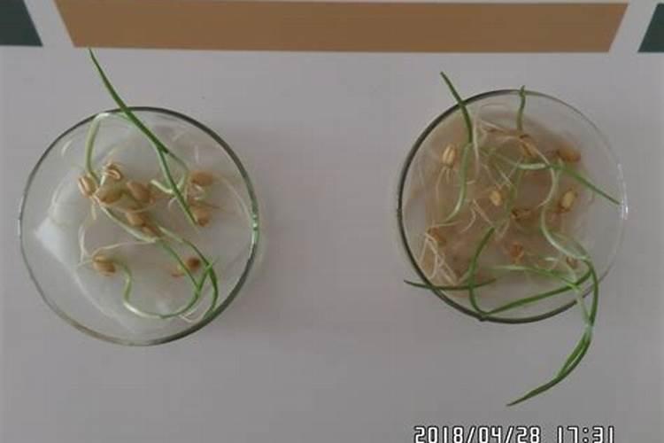 如何让水草快速生根