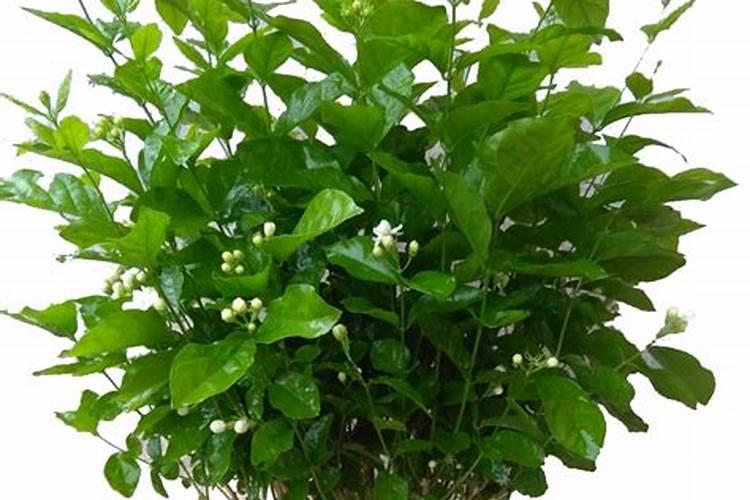 茉莉开花时如何施肥