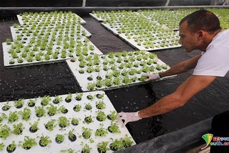 大量的鱼粪怎样变化成有机肥？