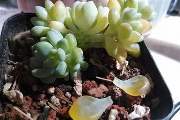 多肉叶片肥可以吧(多肉可以叶面施肥吗)
