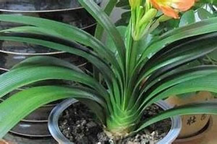 立秋后君子兰施什么肥