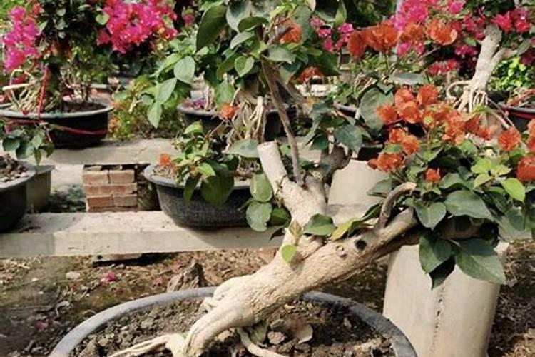 三角梅断根促花法后期应该怎么补救