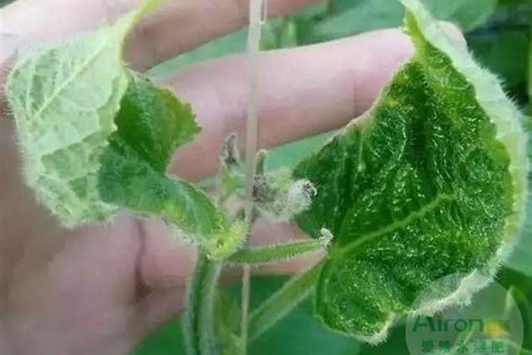 请问各位老师:我家的黄瓜这是么问题？