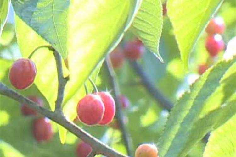 南方樱桃花期能不能喷磷酸二氢钾、糖醇钙和流体硼？