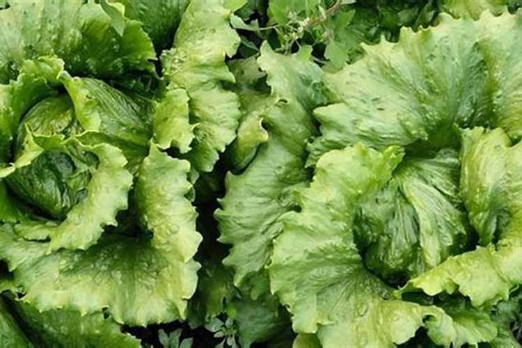 菠菜叶子不绿还发苦不好吃,用云大YD120长效芸苔素可以改善吗？