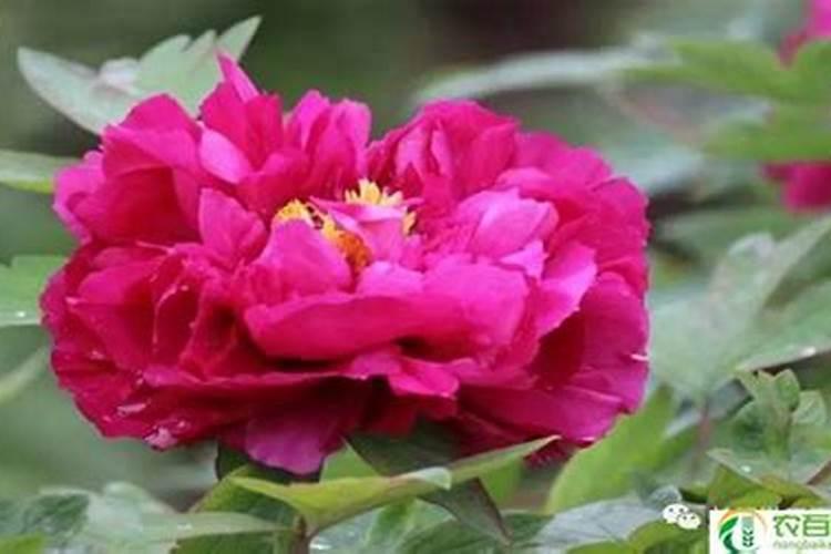 牡丹叶面肥打什么