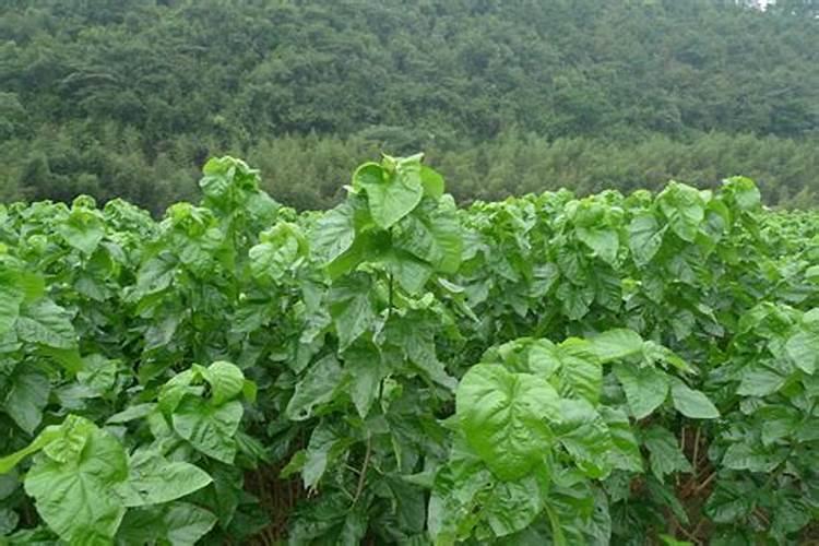 采桑养蚕又插秧是什么季节