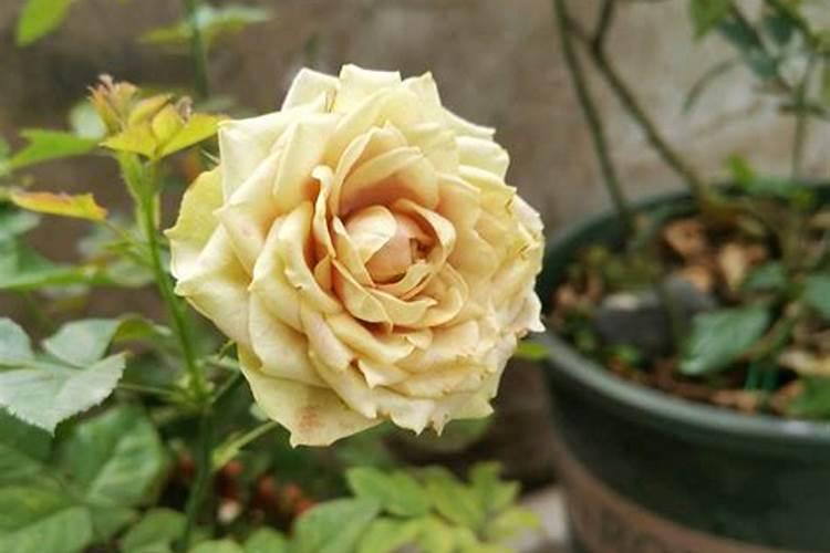 月季花最佳施肥时间是哪时候 月季花什么时候施肥好