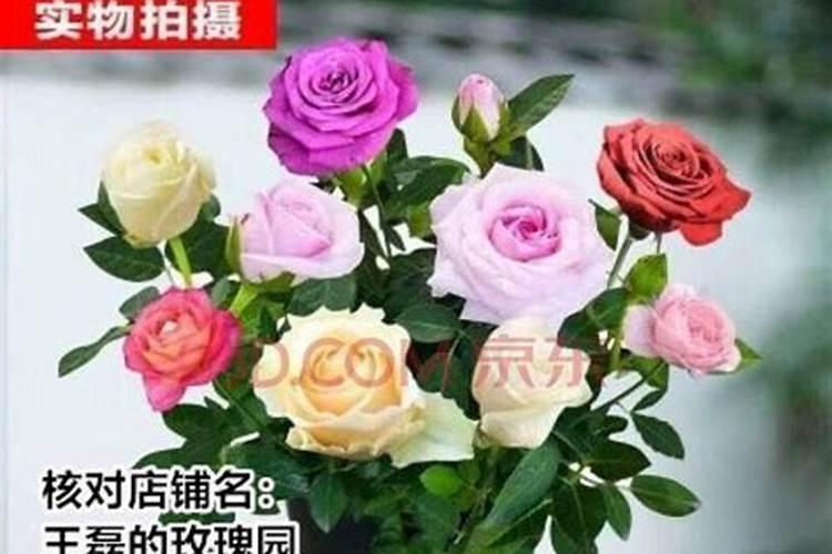 花多多1号和奥绿5号对月季有什么作用？
