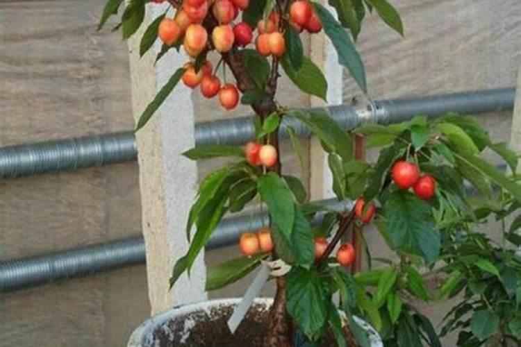 冬天月季花可以施肥吗(盆栽月季花冬季该施什么肥)