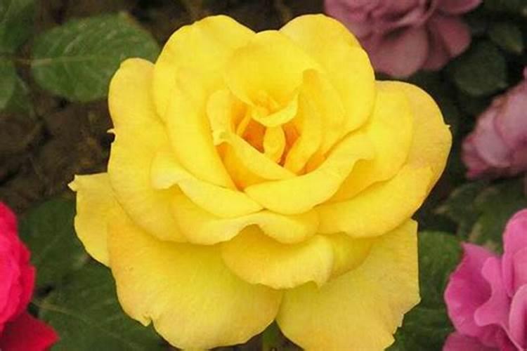 玫瑰花怎么施肥,玫瑰花施氮磷钾肥最为合适