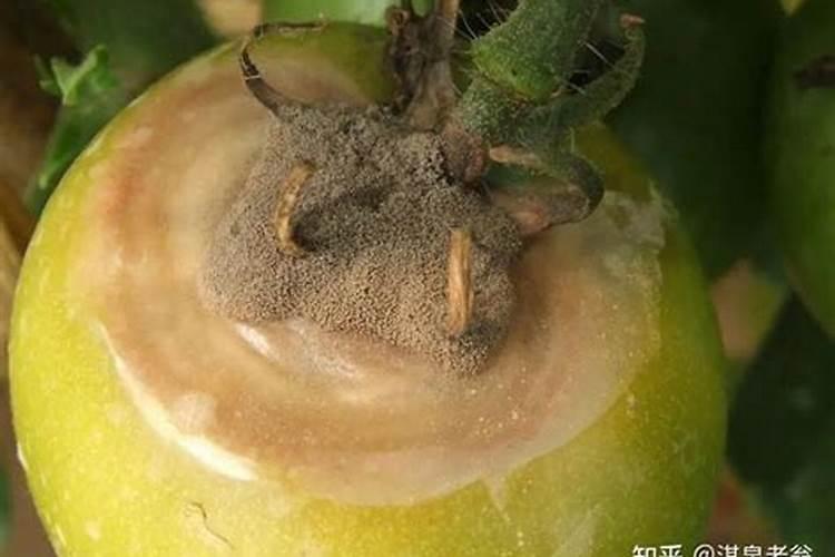 莓枯黄萎病、炭疽病、灰霉病及白粉病的防治方法？