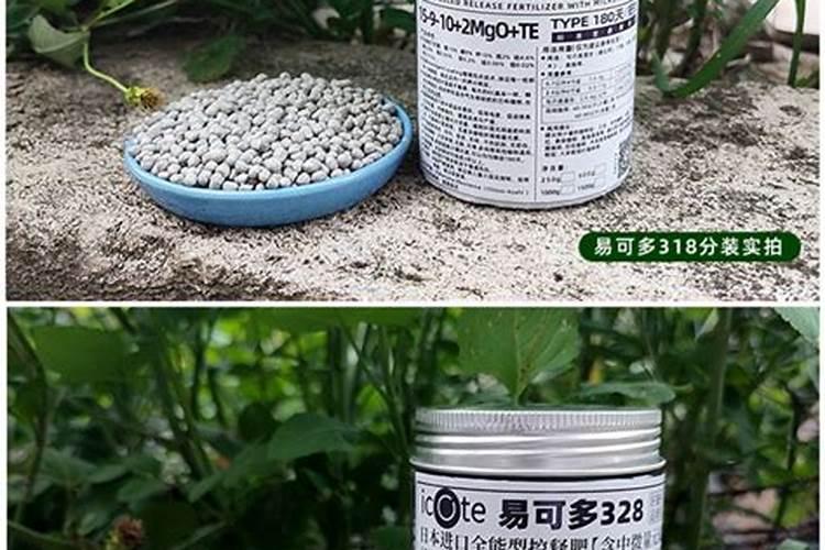 夏季给兰花浇水有哪些注意事项？