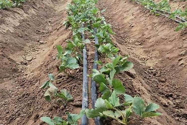 控释肥怎么用 植物控释肥怎么用