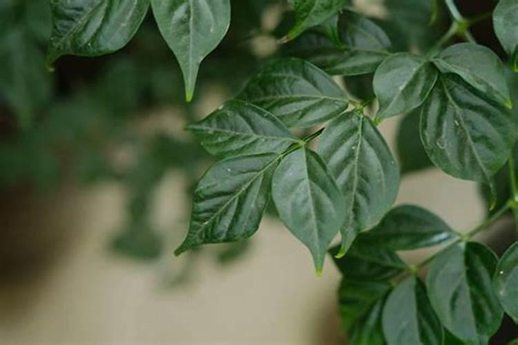 柑橘幼苗水溶肥的用量是多少？