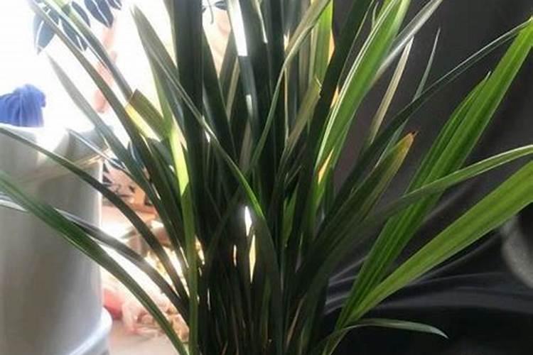 怎样判断墨兰该浇水了 夏季如何合理浇水