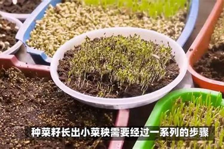 江西微量元素叶面肥木醋液