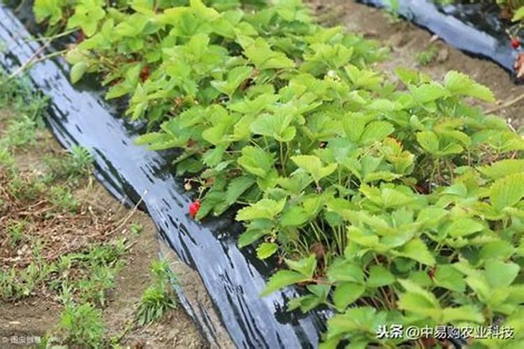 种草莓只用中量元素水溶液可以吗