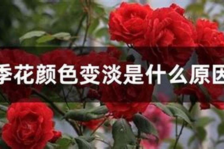 月季开花了还要施肥吗