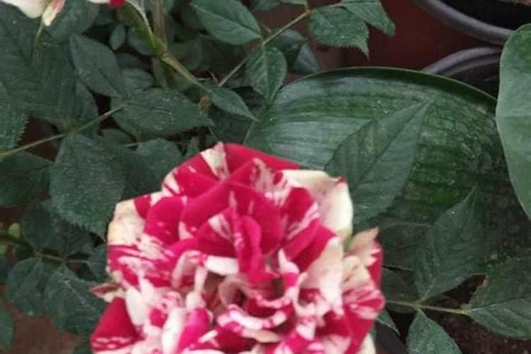 月季长花苞后怎么施肥