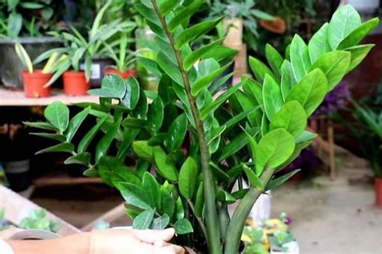 如何给金钱树施肥