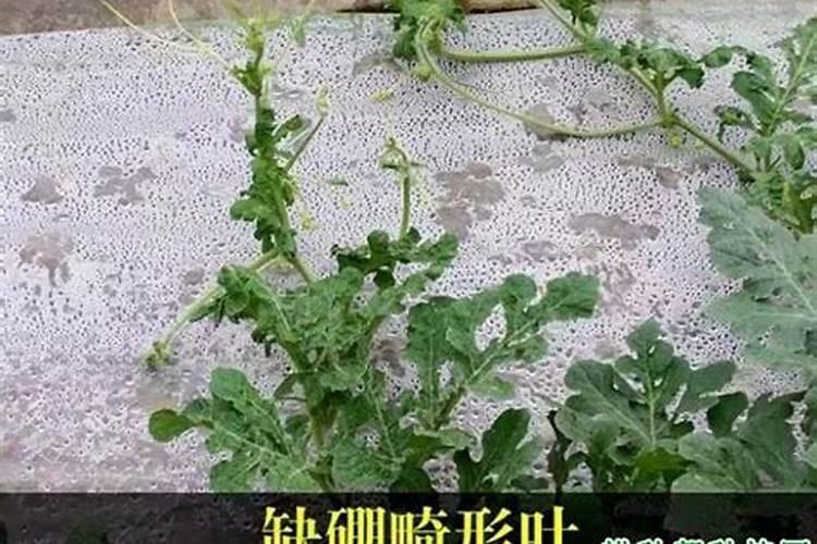 一千株槟榔1年收入多少钱