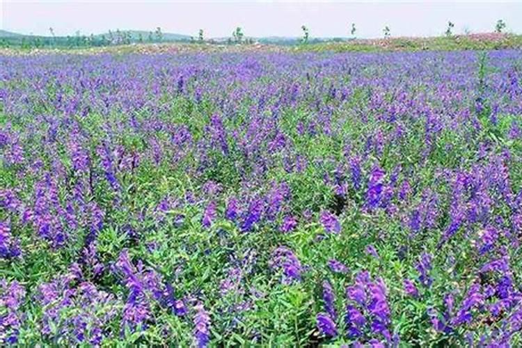 黄芩用什么除草剂