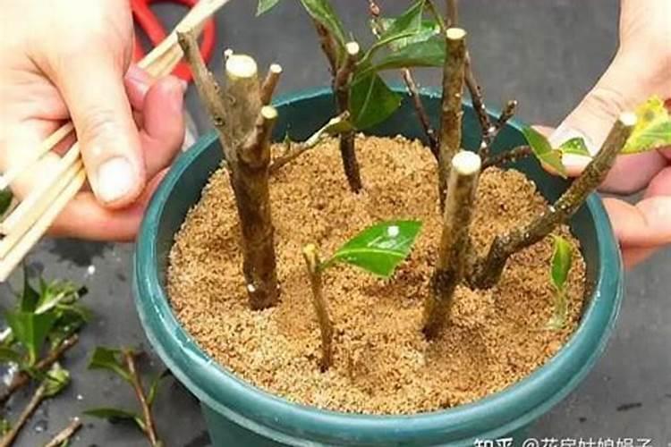 如何给盆栽茶花施肥(茶花怎么浇肥)