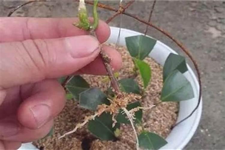 扦插的茶花生了根但不长嫩叶子怎么办？