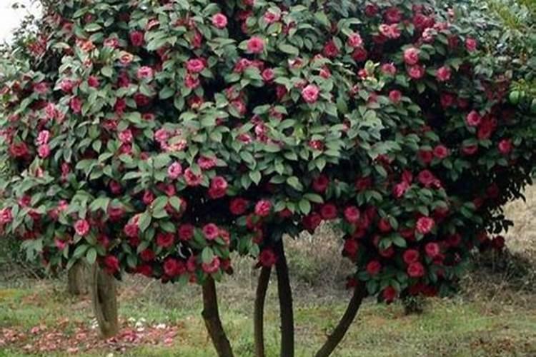 茶花可以用水养吗