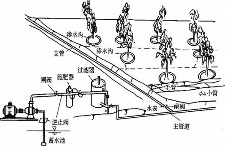 种植萝卜如何施硼肥呢？施硼肥的方法有哪些？