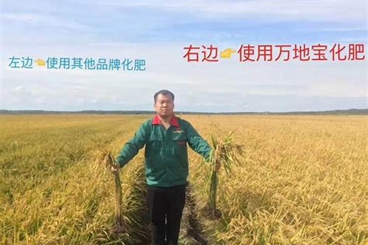 盐碱地水稻怎样施用磷钾肥？